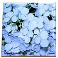 tile hydrangea annabelle 0756